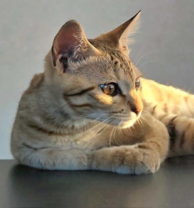 ひなたぼっこするぴっぴくん。