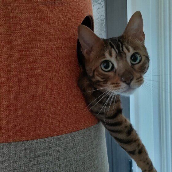 ひょっこり顔を出すあやなくん