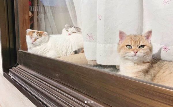 窓際で日向ぼっこするライくん・いとさん・カイくん