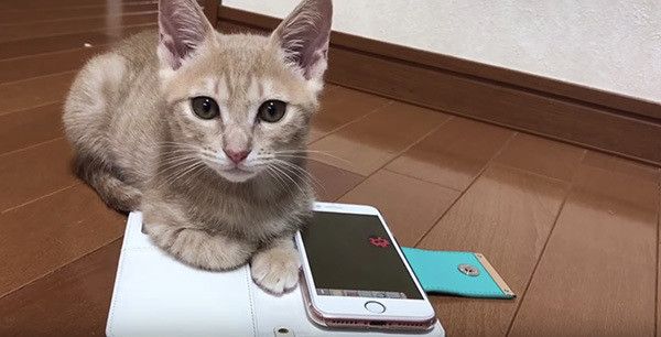 スマホで遊ぶ子猫