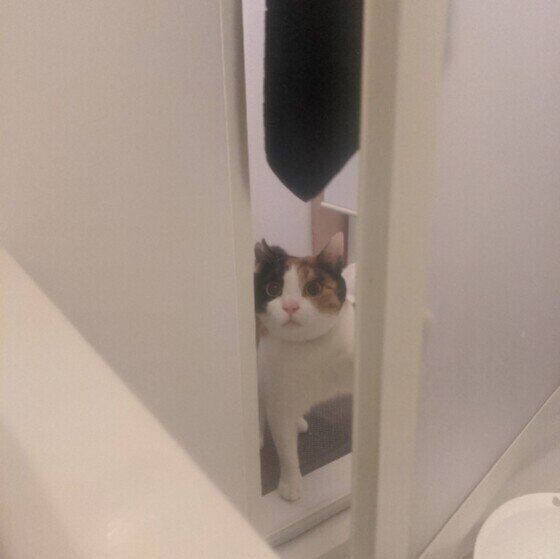 MIXミケのことりこちゃん