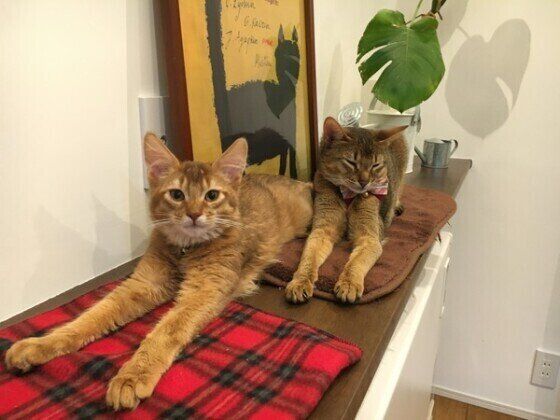 寄り添うアビシニアン