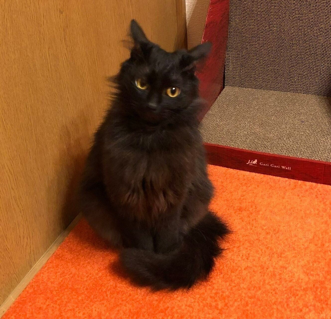 子猫時代のつきみちゃん