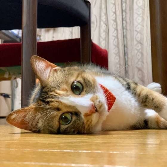 見つめる三毛猫