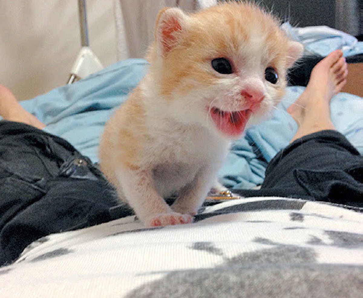 あの 子猫を拾ったv系バンドマン のイクメン 猫 育て記録が 超タメになる ねこのきもちweb Magazine あの 子猫を拾ったv系バンドマン のイクメン 猫 育て記録が 超タメになる ねこのきもちweb Magazine