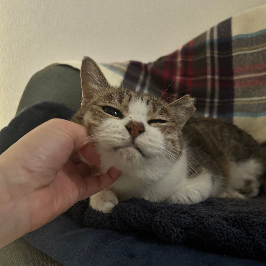 あごをなでてもらうぽぬちゃん