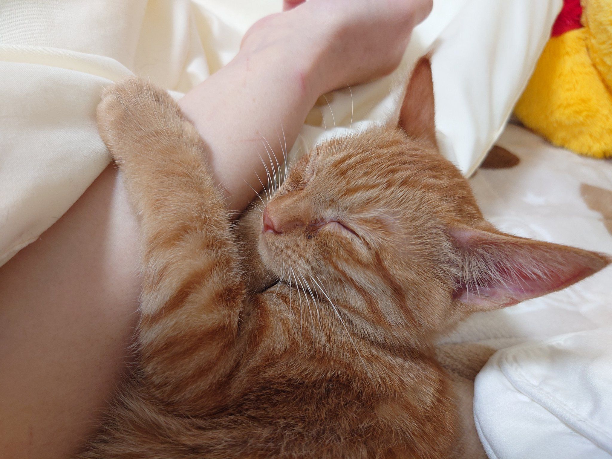 生後約3カ月の子猫
