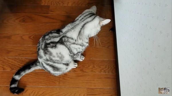 飼い主さんを助けるアメリカンショートヘア