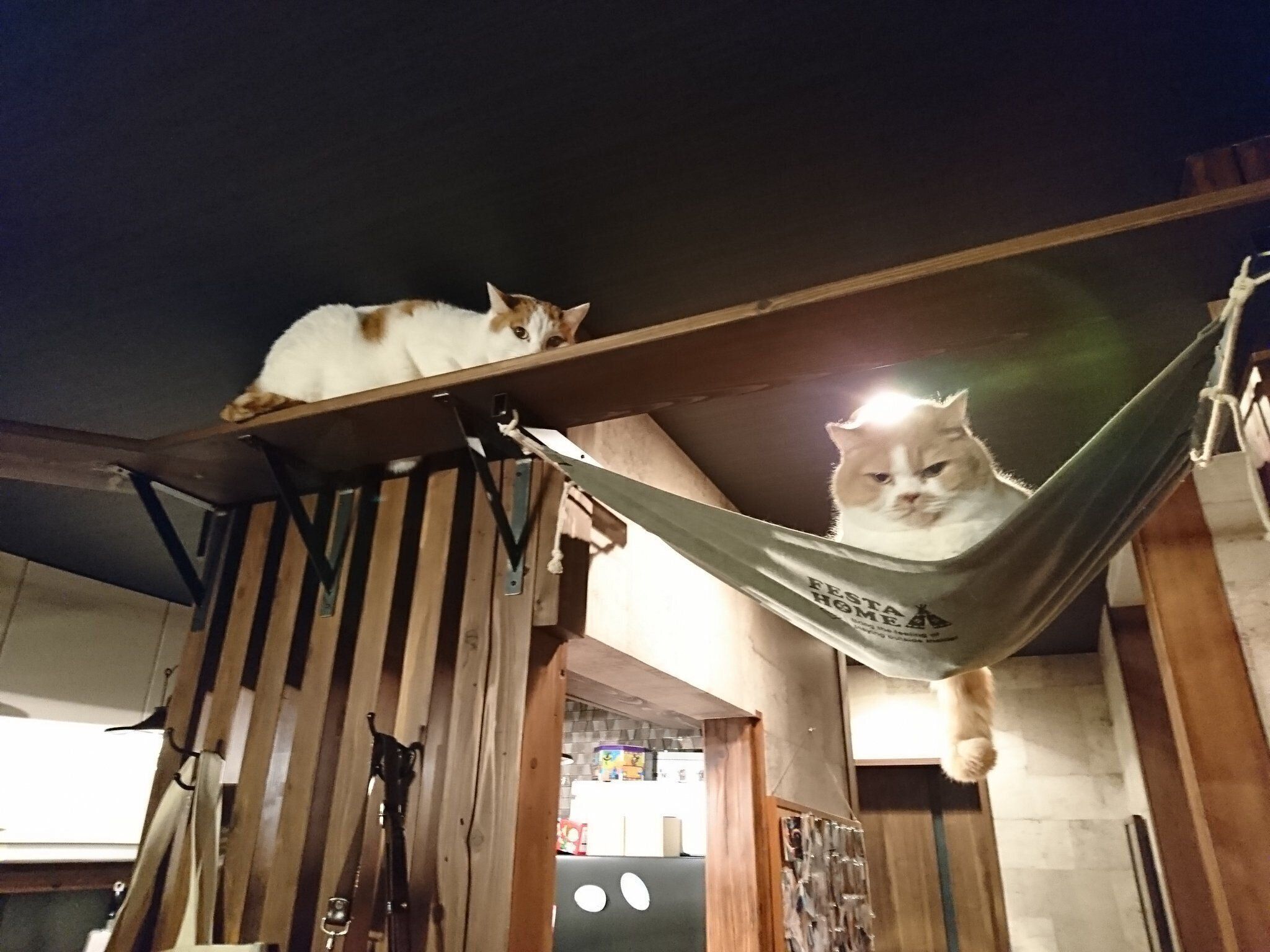 キャットウォークのグリフィスちゃんとラオウちゃん