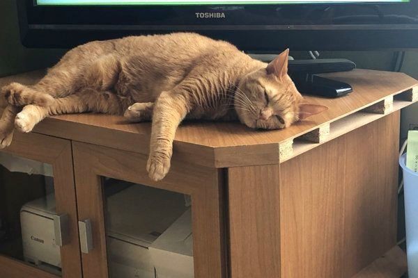 テレビ台でくつろぐポン子ちゃん