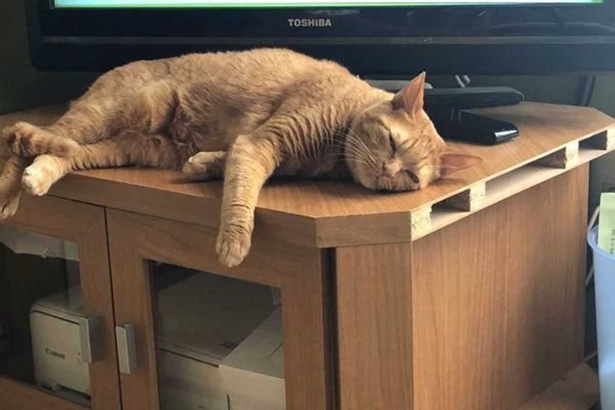 テレビを見る飼い主さんを邪魔する猫 ドヤ顔の鉄壁防御 がすごすぎた ねこのきもちweb Magazine テレビを見る飼い主さんを邪魔する猫 ドヤ顔の鉄壁防御 がすごすぎた ねこのきもちweb Magazine