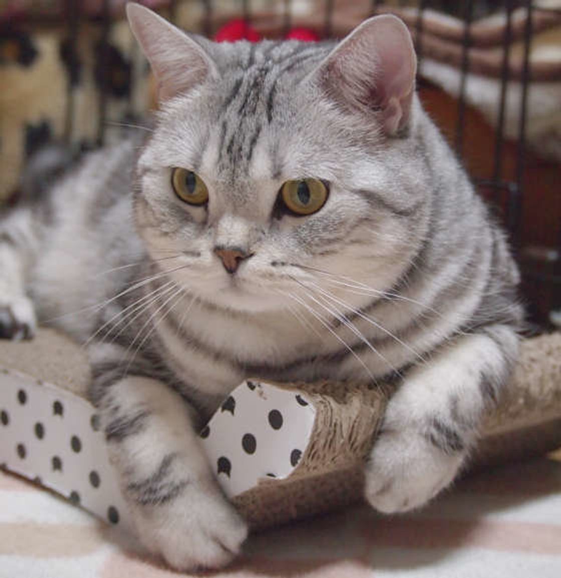 獣医師監修 アメリカンショートヘアの性格 飼い方まで解説 ねこのきもちweb Magazine 獣医師監修 アメリカンショートヘアの性格 飼い方まで解説 ねこのきもちweb Magazine