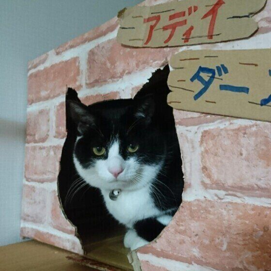 MIXのaddieちゃんと段ボールハウス