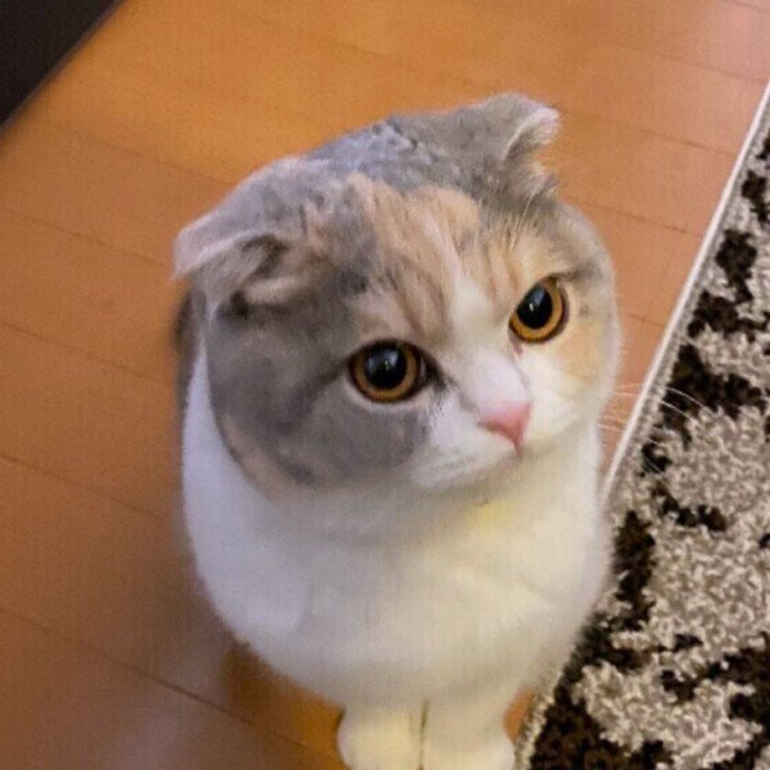 気持ちに気づいて 猫が飼い主さんの足元をうろうろするワケ ねこのきもちweb Magazine 気持ちに気づいて 猫が飼い主さんの足元をうろうろするワケ ねこのきもちweb Magazine