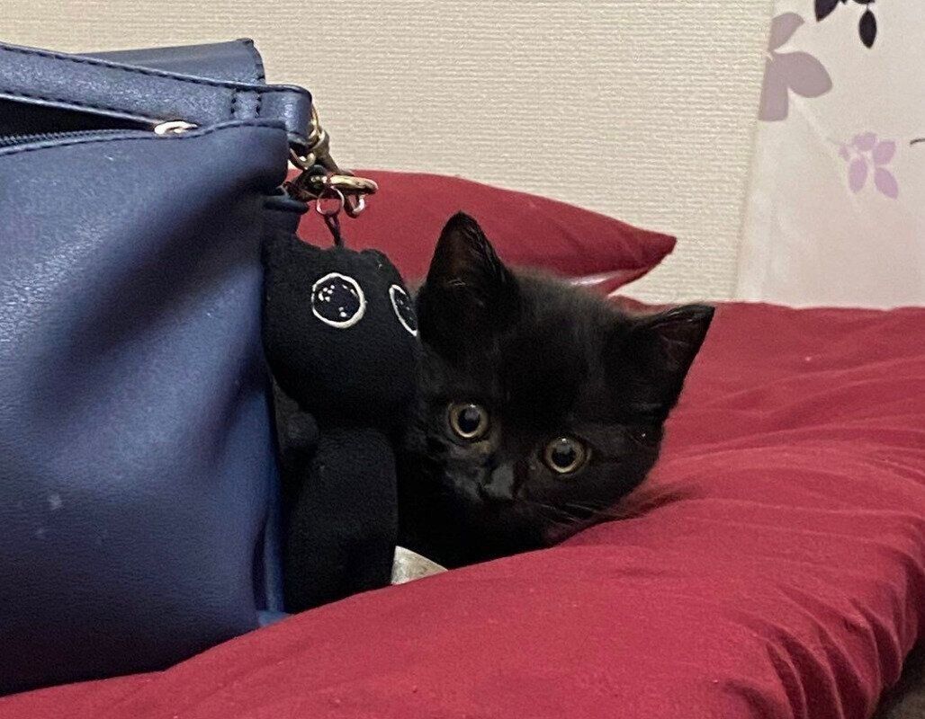 飼い主さんの家に来たばかりのころのぷにゃちゃん