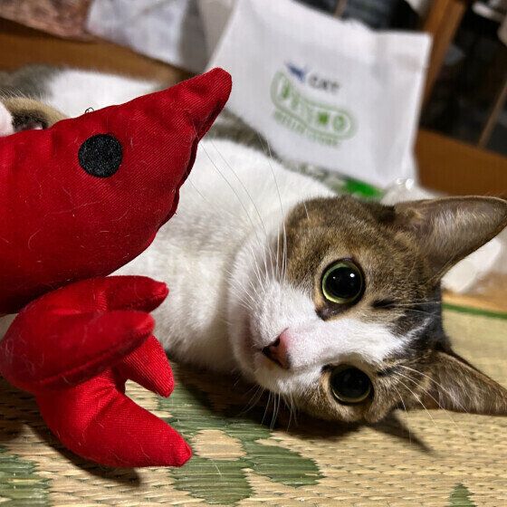 寝転がって見つめてくる猫