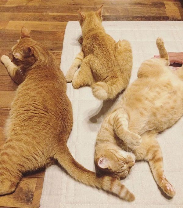 にこいち兄弟としなとらちゃん