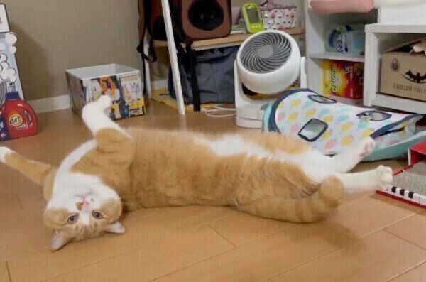 「なぜ僕をナデないのです？」とアピールするさんてくん