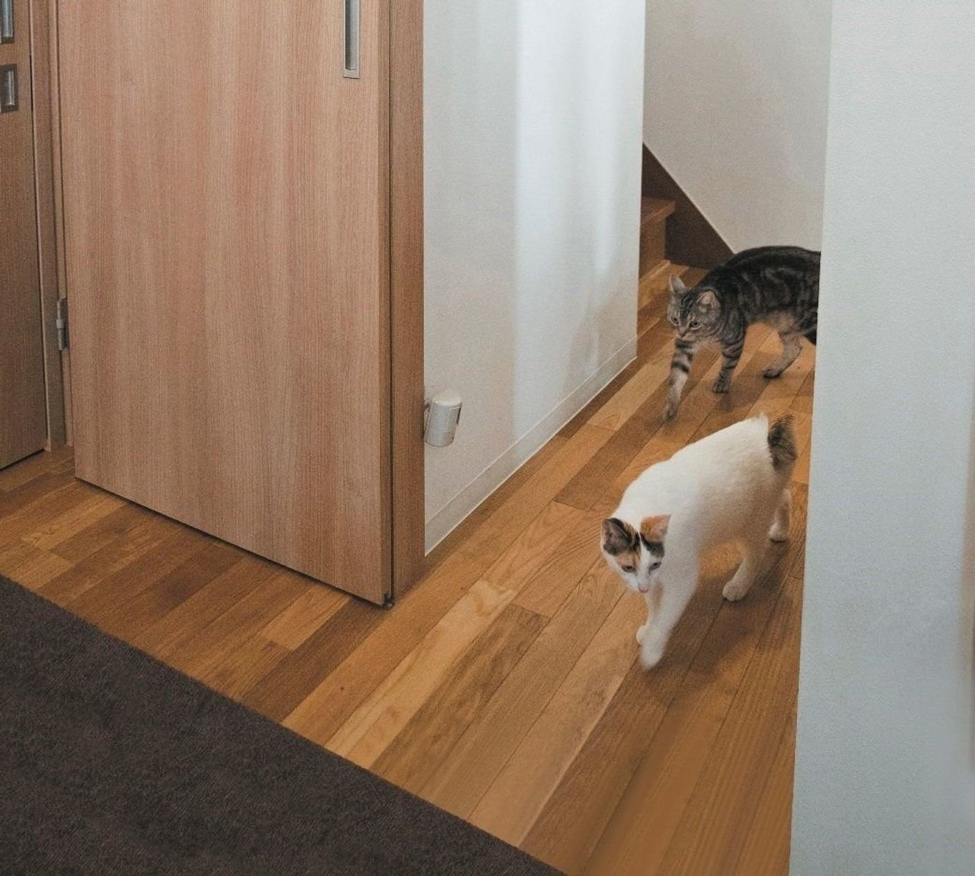 今から間に合う夏バテ対策 愛猫を暑さに強いカラダに 室内環境編 ねこのきもちweb Magazine 今から間に合う夏バテ対策 愛猫を暑さに強いカラダに 室内環境編 ねこのきもちweb Magazine