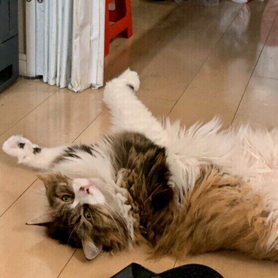 寝起きのノルウェージアンフォレストキャット