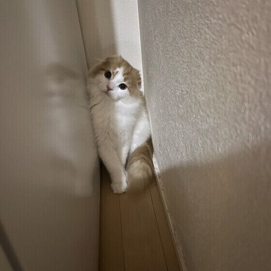 冷蔵庫と壁の隙間に入るスコティッシュフォールド