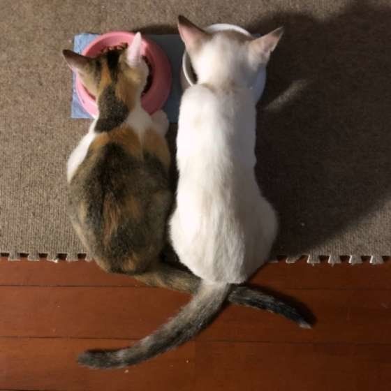 仲良く食事する猫たち