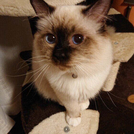 お座りするバーマン