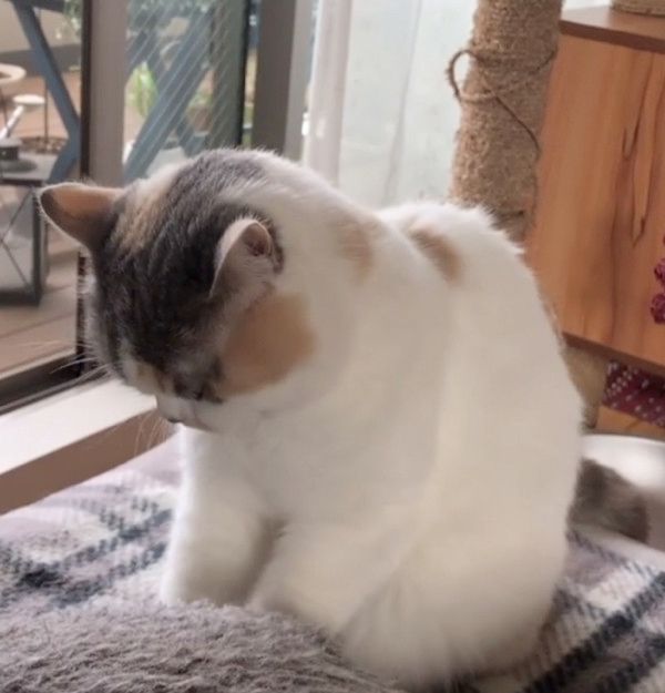 ふみふみする顔が怖い猫