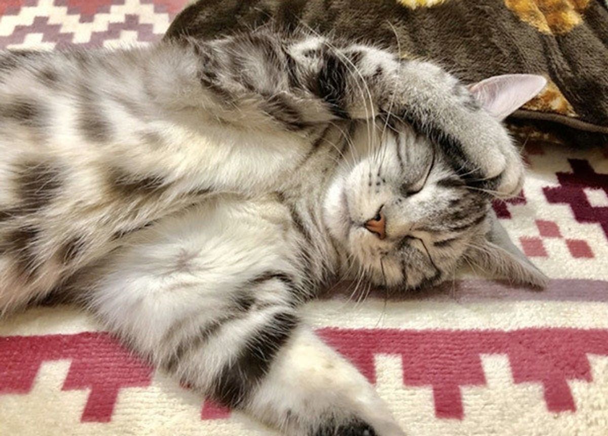 プロが解説 猫を虜にする またたび のヒミツ 知らないと怖い注意点とは ねこのきもちweb Magazine プロが解説 猫を虜にする またたび のヒミツ 知らないと怖い注意点とは ねこのきもちweb Magazine