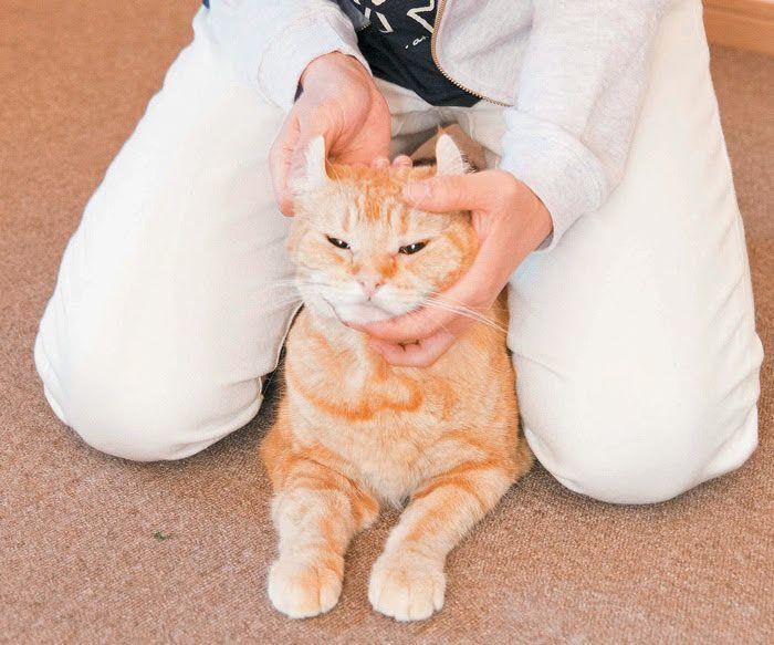 かぶさりワザをされる猫