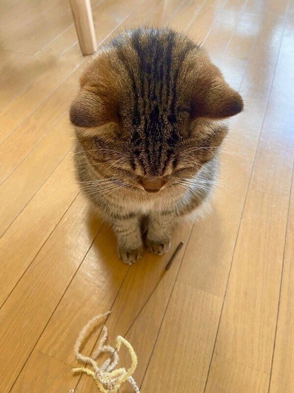 「遊びたい」と圧をかけるどんぐりくん