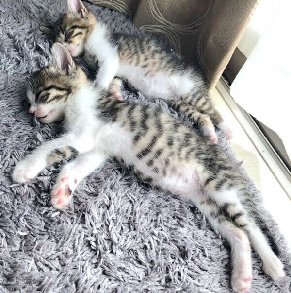 仲良く眠るわらびちゃん、きなこちゃん