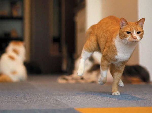 あなたと暮らす愛猫の世界には22の好きがあふれている