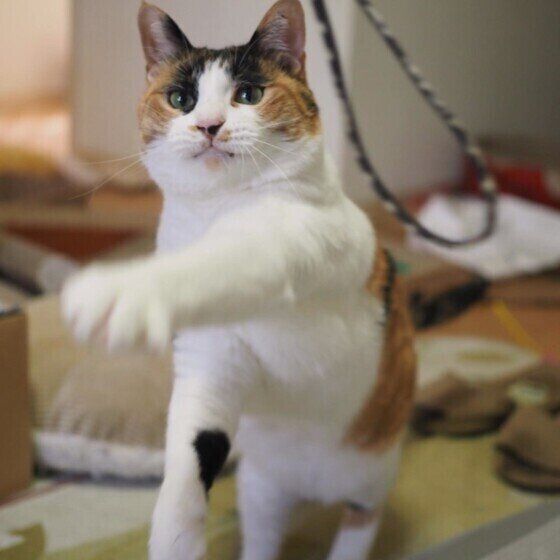 ヒモを掴もうと猫パンチ