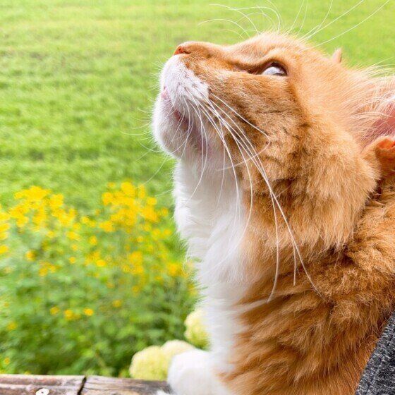 お散歩中に空を見上げる猫（ミックス）