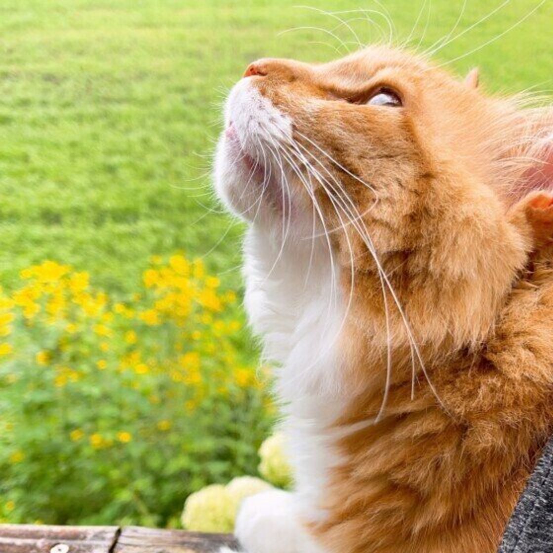 獣医師監修 猫にヨーグルトを与えるときは注意が必要 与えるメリットとデメリットを解説 ねこのきもちweb Magazine 獣医師監修 猫にヨーグルトを与えるときは注意が必要 与えるメリットとデメリットを解説 ねこのきもちweb Magazine