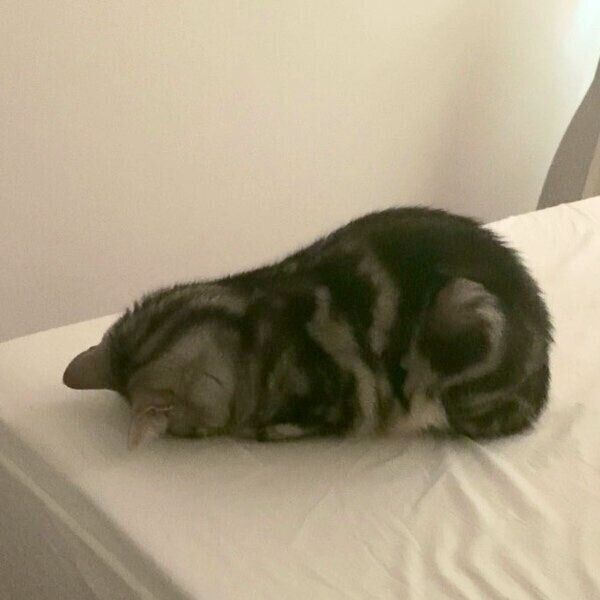 ごめん寝するあんこくん