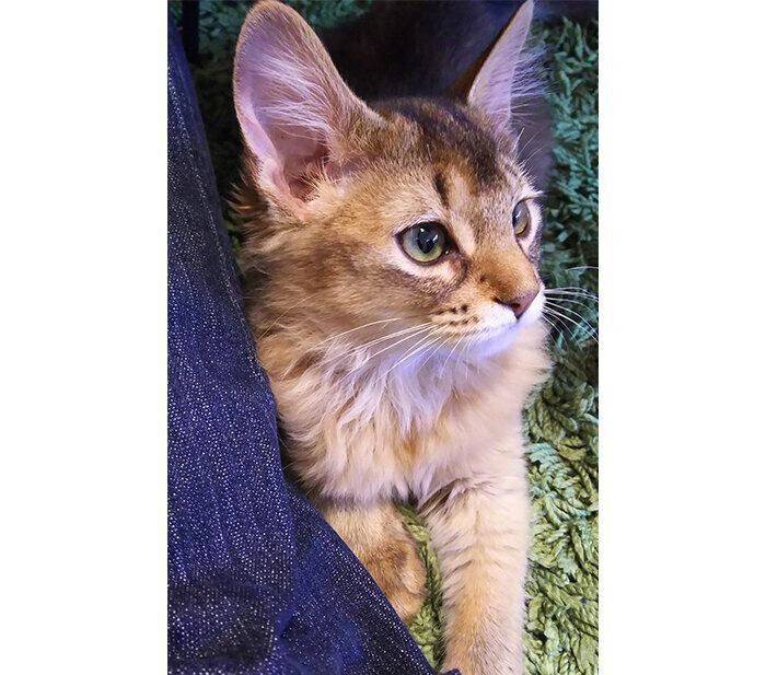 生後4カ月頃のウェルちゃん