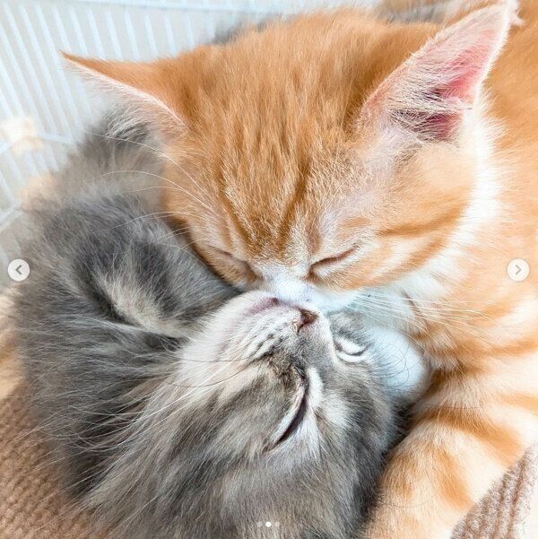 仲良く眠るテテくんとモモちゃん