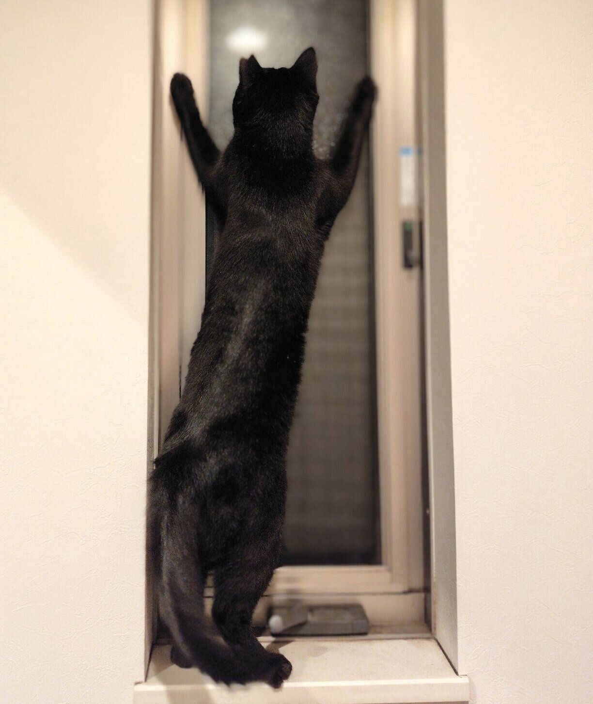 窓の外にいるヤモリが気になるくまこちゃん