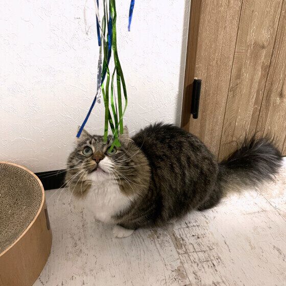 マンチカン・ロングヘアのすももくん