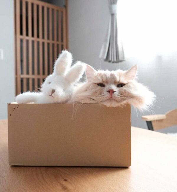 箱に入るぽこくん