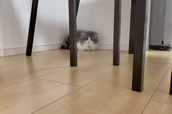 初めてお家に来たときのイヴくんの様子