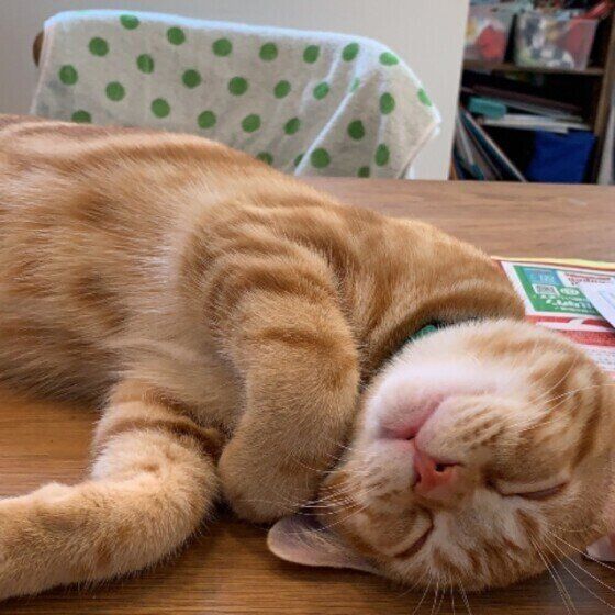 食卓の上に寝転がるアメリカンショートヘア