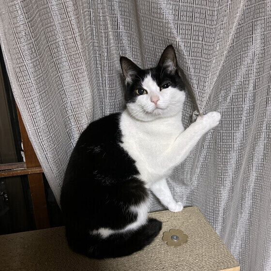 日本ネコの初夏ちゃん♪