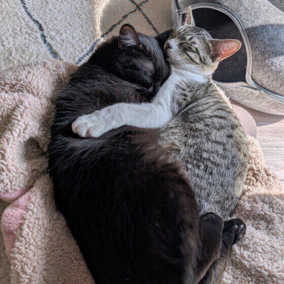 抱きしめ合う姉妹猫