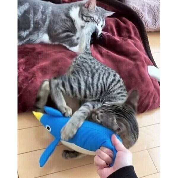 ペンギンのおもちゃで遊ぶイヴくんと、ログインするノアちゃん