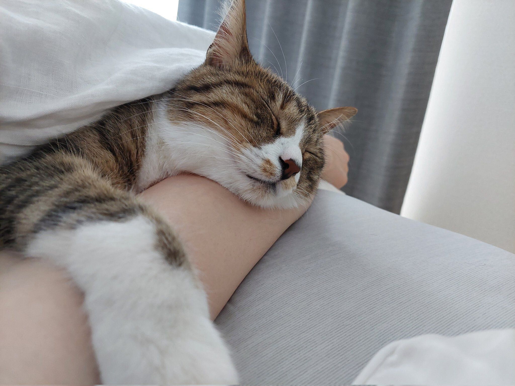 飼い主さんの腕まくらが好きなあさひくん