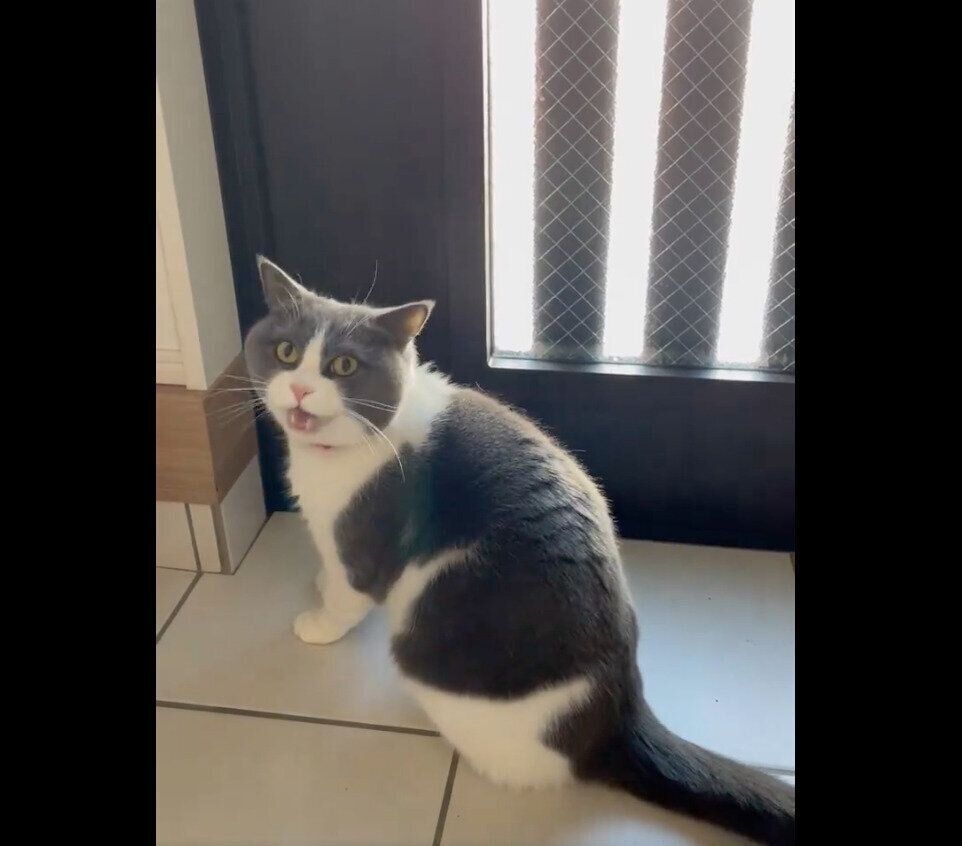 高い声で一生懸命ウニャウニャ鳴くまるくん