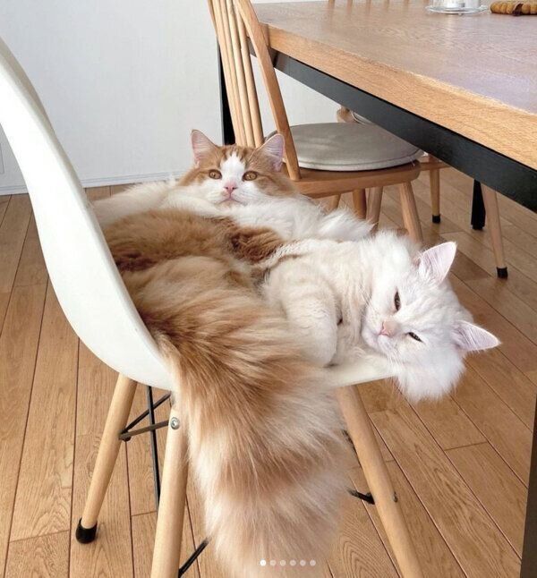 まったりするこむぎくん、もなかくん